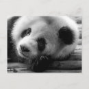 Suche nach chengdu postkarten Riesenpanda