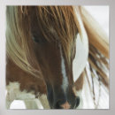 Suche nach mustang poster Pferd