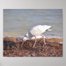 Suche nach ibis poster Vogelvogel