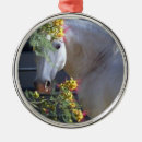 Suche nach lipizzaner Stallion