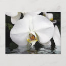 Suche nach weiße orchideen postkarten Orchideenkarte