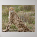Suche nach tierjagd poster Afrika