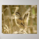 Suche nach zaunkönig poster Vogel