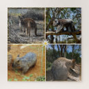 Suche nach koala puzzle Känguru