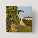 Suche nach reben buttons Vinifera