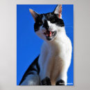 Suche nach hauskatze poster Fotografie