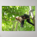 Suche nach funny monkey poster Affe