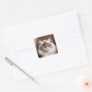 Suche nach ragdoll katzen aufkleber Niedlich
