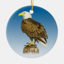 Suche nach kahler adler ornamente Vogel