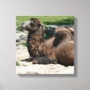 Suche nach kamel leinwandbilder Wild