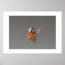 Suche nach spinnen poster Fotografie