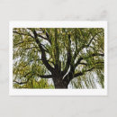 Suche nach weinende weide postkarten Baum