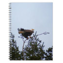 Suche nach kahl kleine notizbücher Vogelvogel