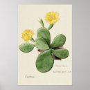 Suche nach vintage zeichnungen poster Blume