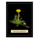 Suche nach dandelions poster Floral