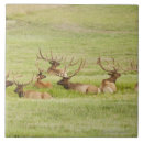 Suche nach geweih fliesen Wild lebende tiere