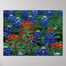 Suche nach texas bluebonnet poster Blume