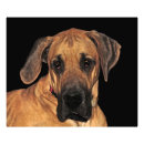 Suche nach great dane poster Welpe