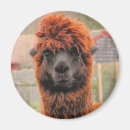 Suche nach lamas magnete Peru
