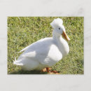 Suche nach weiße ente postkarten Tiere