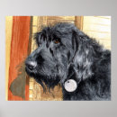 Suche nach labradoodles poster Welpen
