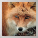 Suche nach grauer fuchs poster Füchse