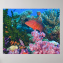Suche nach fidschi poster Unterwasser