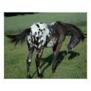 Suche nach appaloosa poster Cowboy