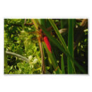 Suche nach rote libelle Natur