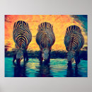 Suche nach zebras poster Natur