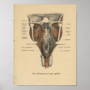 Suche nach vintage deutsche poster Anatomisch