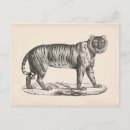 Suche nach tiger tiger postkarten Tierskizze