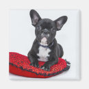 Suche nach bulldog magnete Welpen