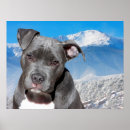 Suche nach pit bull poster Grubenbulle