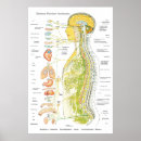 Suche nach medical poster Anatomy