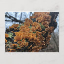 Suche nach fairytale postkarten Natur