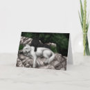 Suche nach weißer wolf karten Tiere