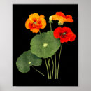 Suche nach vintage blumenillustration poster Natur
