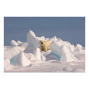 Suche nach bedrohte tiere poster Raubtier