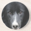 Suche nach collie untersetzer Haustier