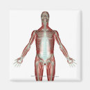 Suche nach menschlicher körper magnete Leute