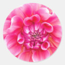 Suche nach rosa dahlie blumen aufkleber Botanisch