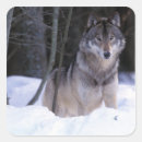 Suche nach wolf im schnee aufkleber Natur