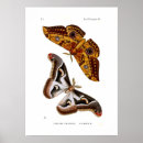 Suche nach lepidoptera poster Vintag