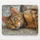 Suche nach bengalische katze mousepads Katzen