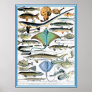 Suche nach ocean life poster Retro