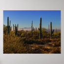 Suche nach sonora poster Kakteen