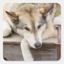 Suche nach schlittenhunde aufkleber Alaska