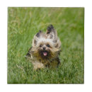 Suche nach yorkshire terrier fliesen Welpe