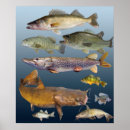 Suche nach hecht poster Fisch